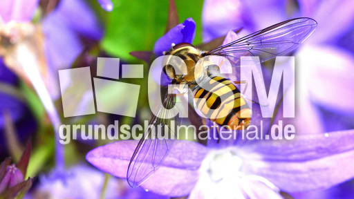 Garten-Schwebfliege (13).jpg